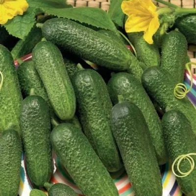 sibirskiy-ekspress-4-205865