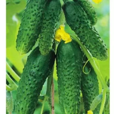 sibirskiy-ekspress-main-205865