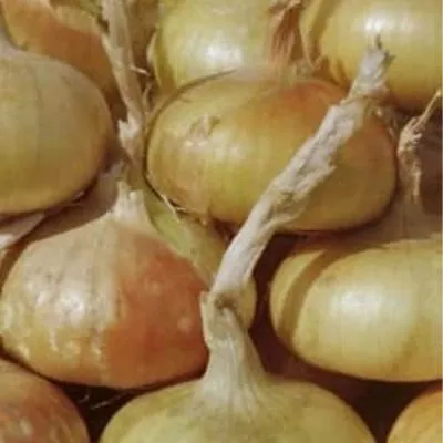 sibirskiy-odnoletniy-2-221703