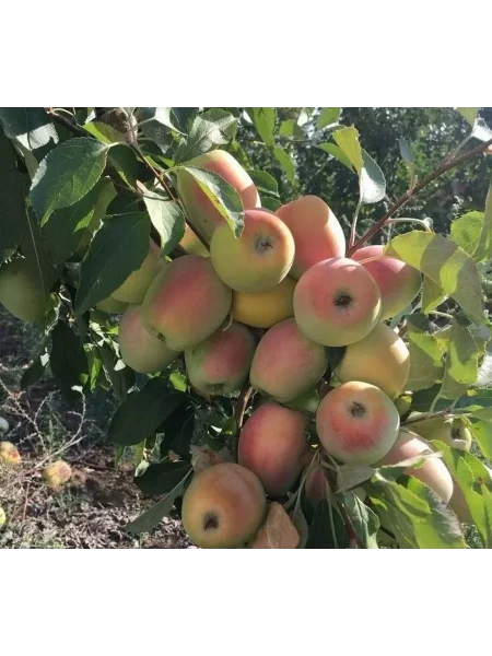 sinap-alma-atinskiy-1-214540