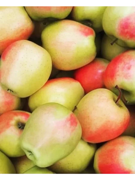 sinap-alma-atinskiy-2-214540