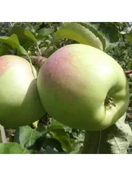 sinap-alma-atinskiy-4-214540