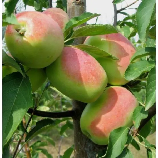 sinap-alma-atinskiy-5-214540