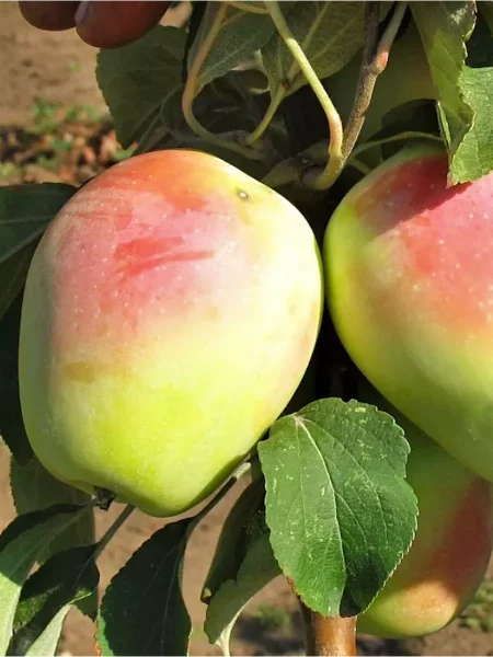 sinap-alma-atinskiy-main-214540