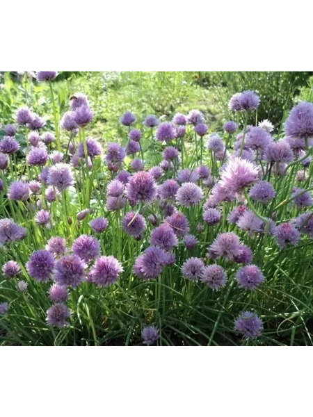 sirenevyy-zvon-1-222654