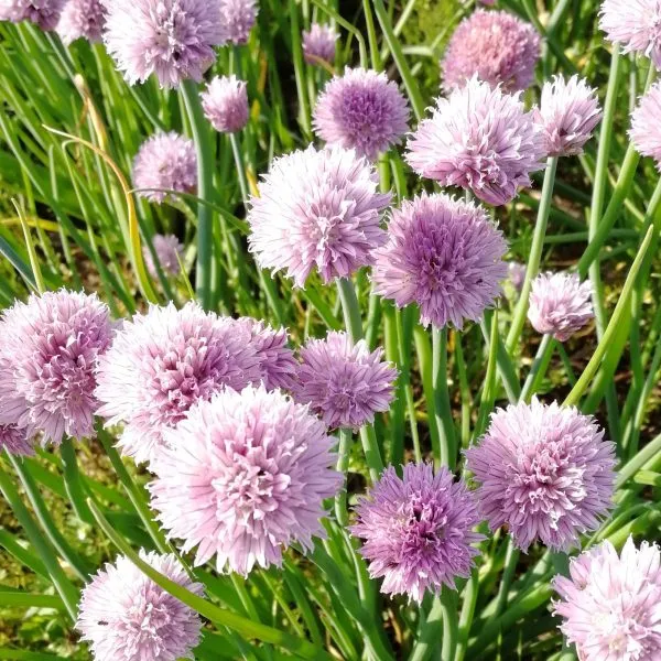 sirenevyy-zvon-4-222654