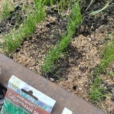 sirenevyy-zvon-6-222654