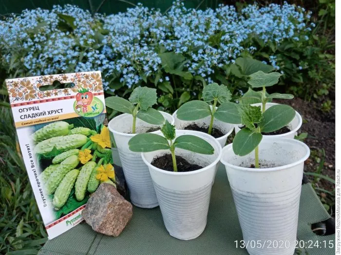 sladkiy-hrust-2-207150