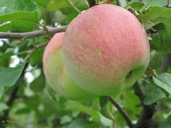 slava-michurinska-2-217899