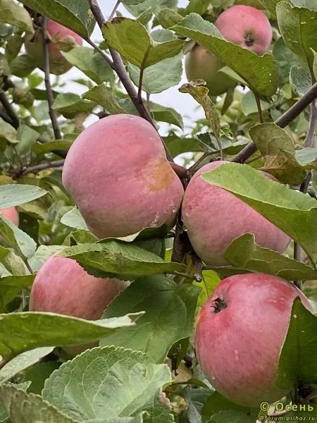 slava-michurinska-3-217899