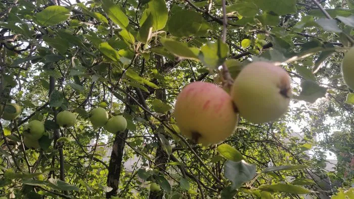 slava-michurinska-5-217899