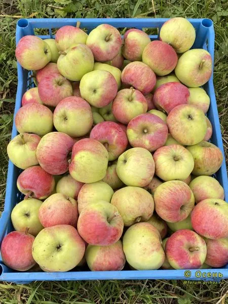 slava-michurinska-6-217899