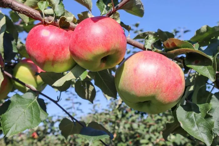 slava-michurinska-7-217899