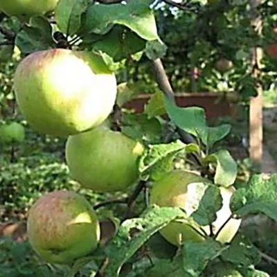 slava-michurinska-8-217899