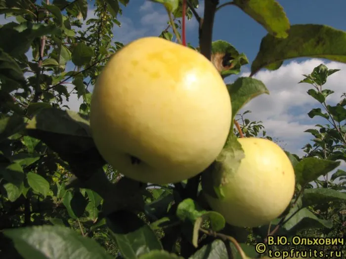 slava-michurinska-main-217899