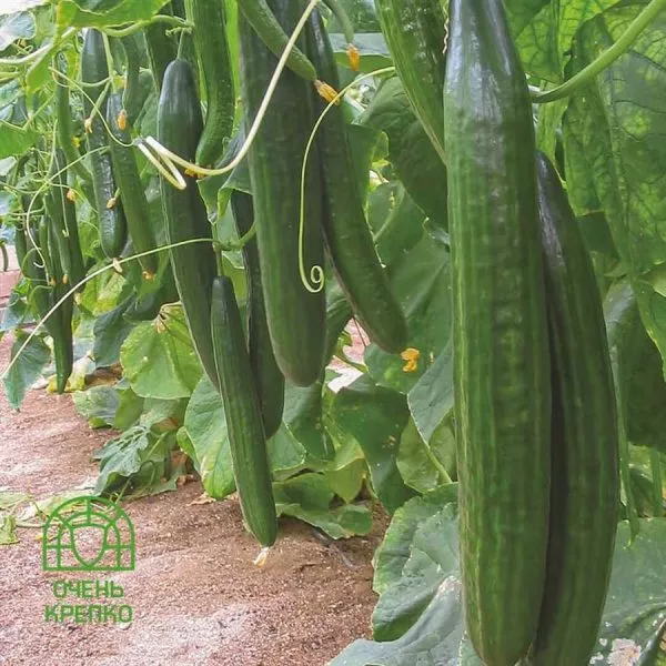 slays-king-main-206963