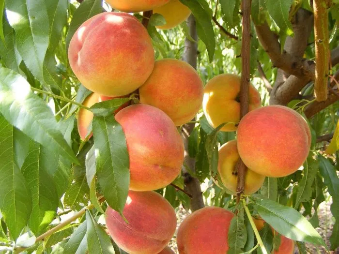 smolenskiy-main-224382