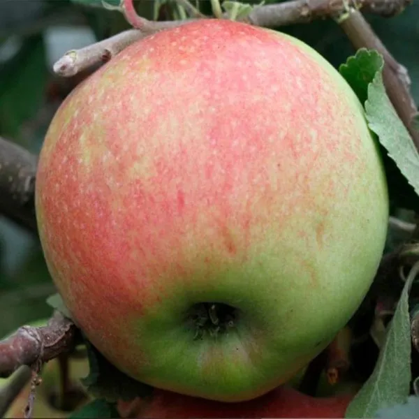 sokolovskoe-1-212744