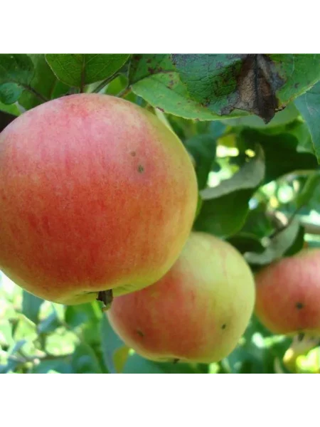 sokolovskoe-2-212744