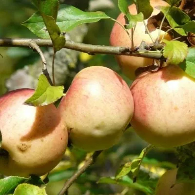 sokolovskoe-5-212744