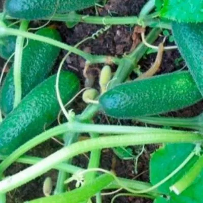 solenye-ushi-4-202294