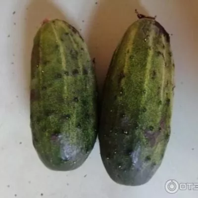 solenye-ushi-5-202294