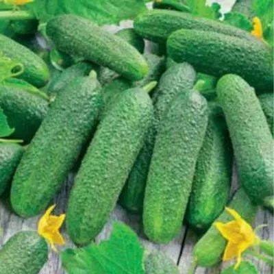 solenye-ushi-6-202294