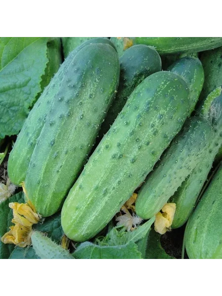 solenye-ushi-main-202294