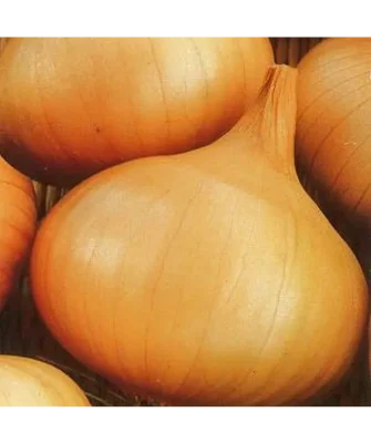 Спасский местный улучшенный