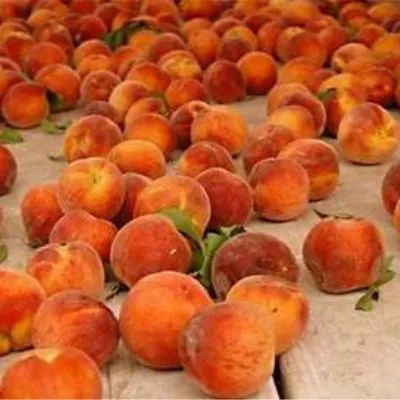 stavropolskiy-rozovyy-4-225024