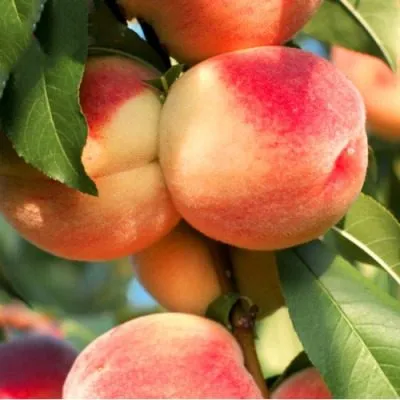 stavropolskiy-rozovyy-5-225024