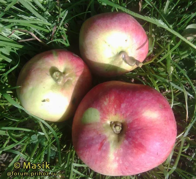 stepnaya-krasavitsa-1-219836