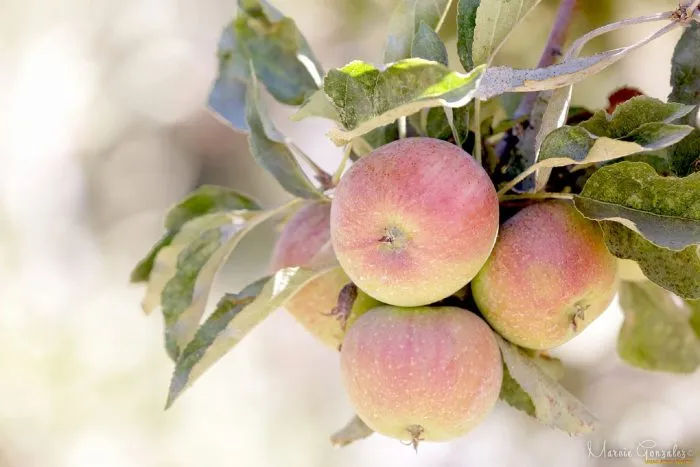 stepnaya-krasavitsa-2-219836