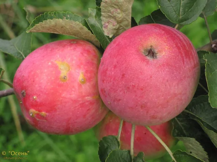 stepnaya-krasavitsa-4-219836