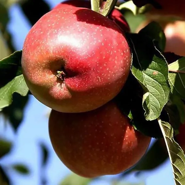 stepnaya-krasavitsa-5-219836