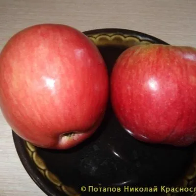 stepnaya-krasavitsa-7-219836