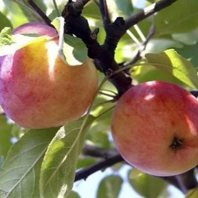 stepnaya-krasavitsa-8-219836