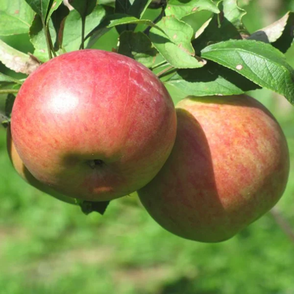 stepnaya-krasavitsa-main-219836