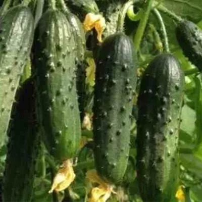 strekoza-main-203132