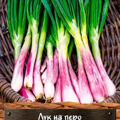 strely-amura-1-222422