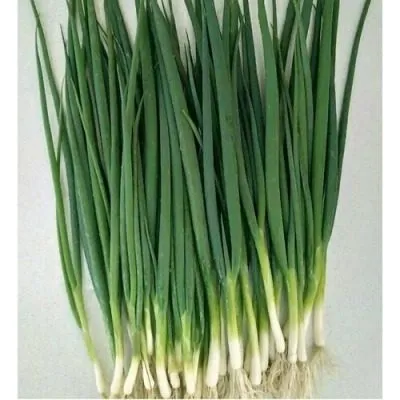 strely-amura-2-222422