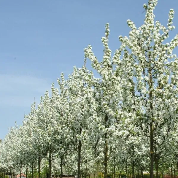 strit-parad-1-217948