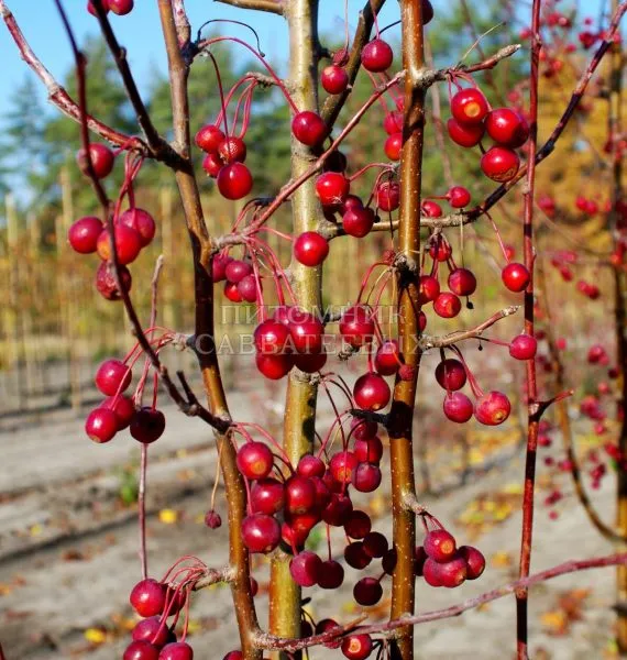 strit-parad-2-217948