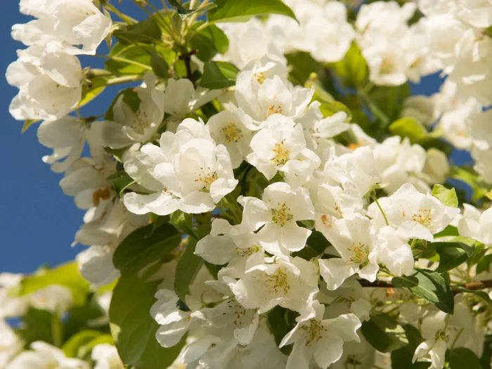 strit-parad-4-217948