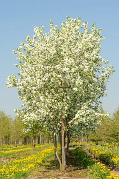 strit-parad-5-217948