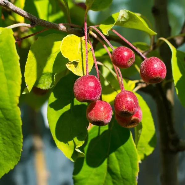 strit-parad-main-217948