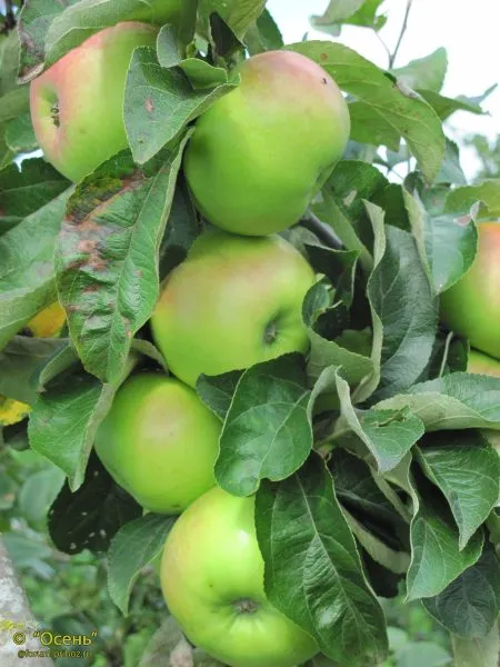 suvorovets-main-213468