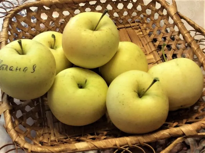 svetlana-main-217586