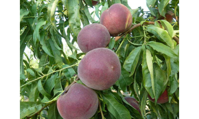 svit-drim-main-224013