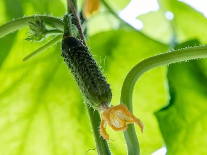 tachanka-main-204800